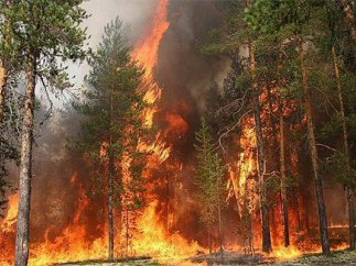 Пожар в Чернобыле: главные новости по теме