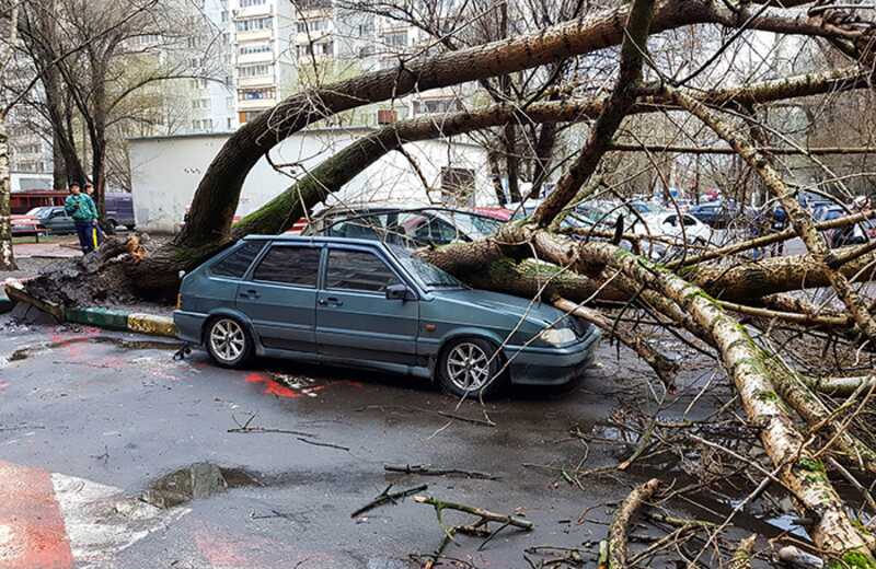 В Москве ураган повалил деревья и сорвал рекламные щиты