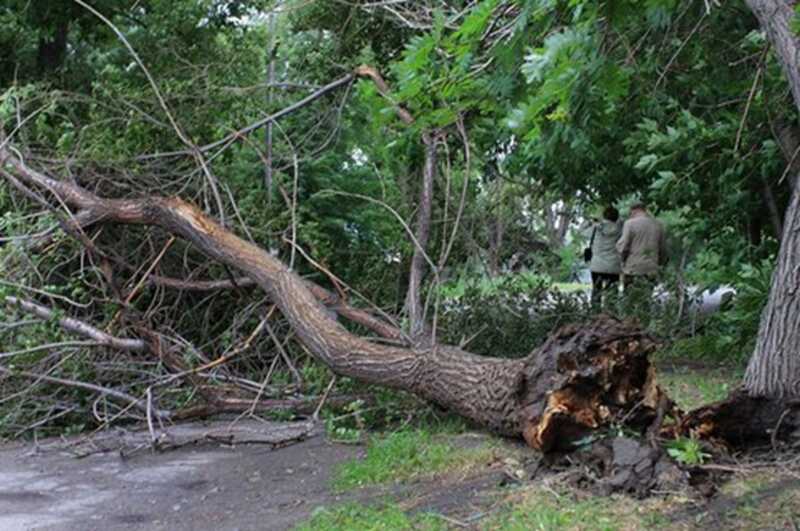 В Москве на пенсионерку упало дерево