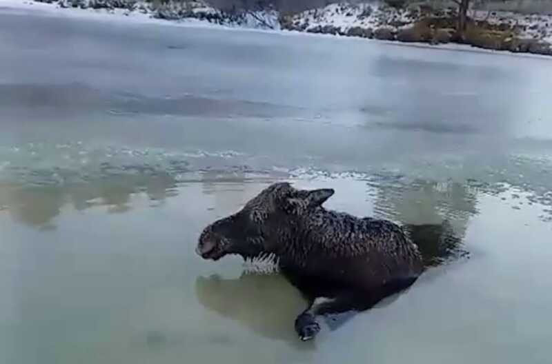 В Челябинской области рыбаки спасли лося, провалившегося под лед