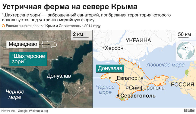 Брат Королевской и теща советника Путина ведут устричный бизнес в Крыму 01 dzdiqeqidrkiqruglv