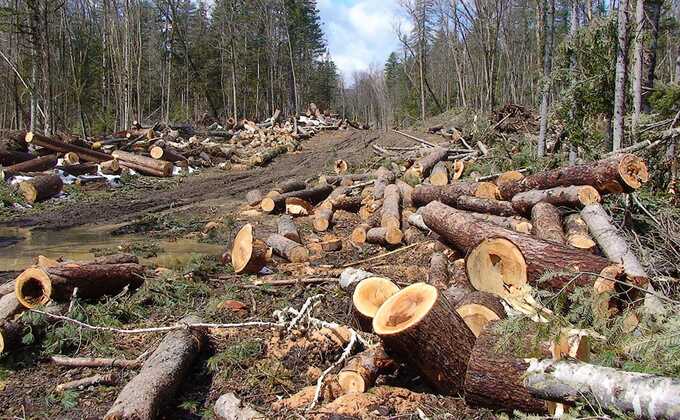 ОПГ в Черемховском районе скупала разрешения на льготные рубки